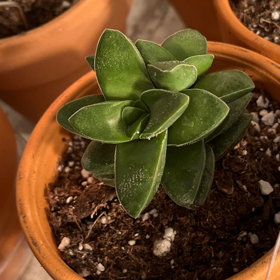Photo of the plant species Crassula rupestris 'Variegated Monticola' by @LilRed named Monticarlo on Greg, the plant care app