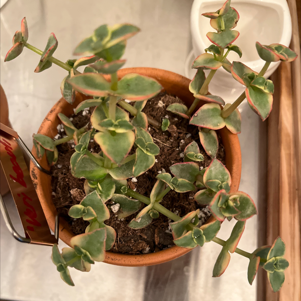 Photo of the plant species Crassula 'Petite Bicolor' by @LilRed named Amy Jo on Greg, the plant care app