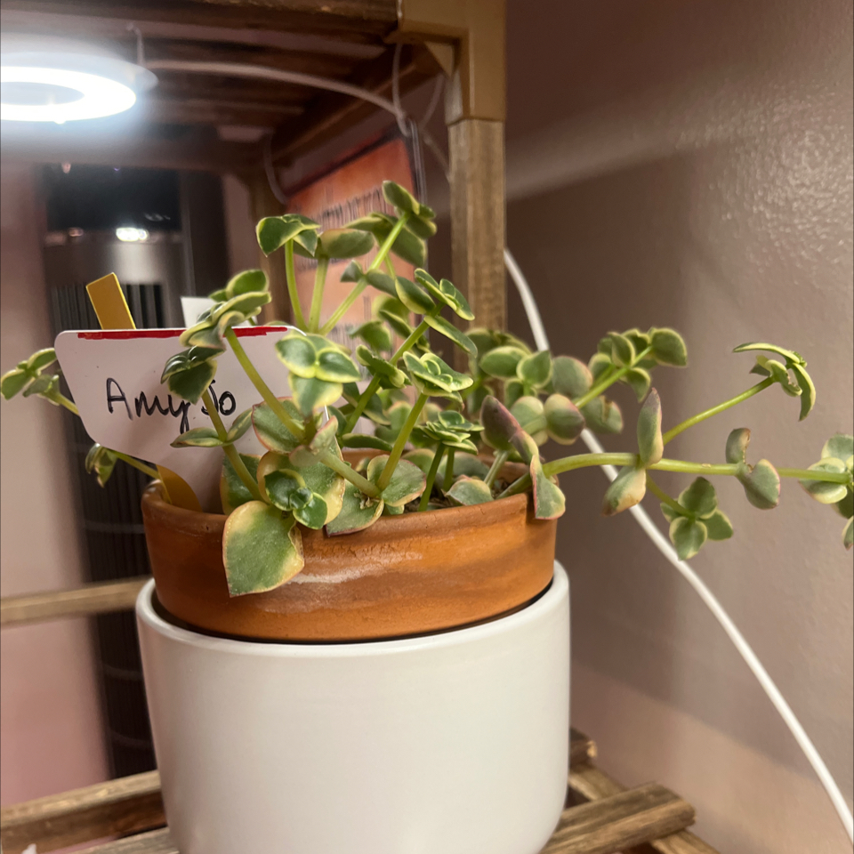 Photo of the plant species Crassula 'Petite Bicolor' by @LilRed named Amy Jo on Greg, the plant care app
