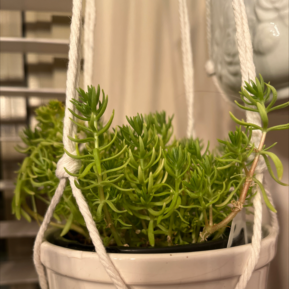 Photo of the plant species Lemon Ball Sedum by @LilRed named Texana on Greg, the plant care app