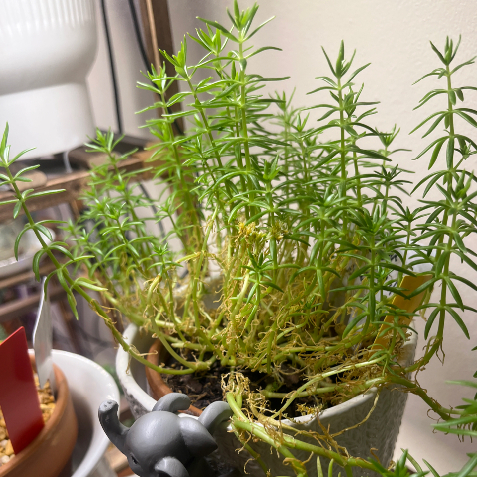 Photo of the plant species Lemon Ball Sedum by @LilRed named Texana on Greg, the plant care app