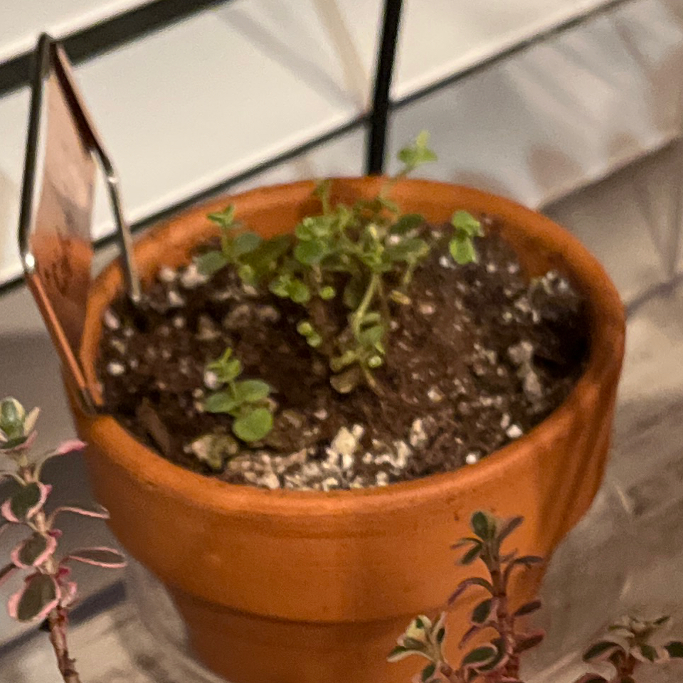 Photo of the plant species Sedum 'SunSparkler Lime Twister' by @LilRed named ChloroPhil on Greg, the plant care app