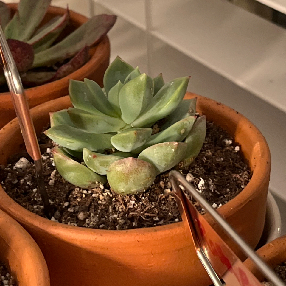 Photo of the plant species Echeveria 'Tippy' by @LilRed named Pinky on Greg, the plant care app
