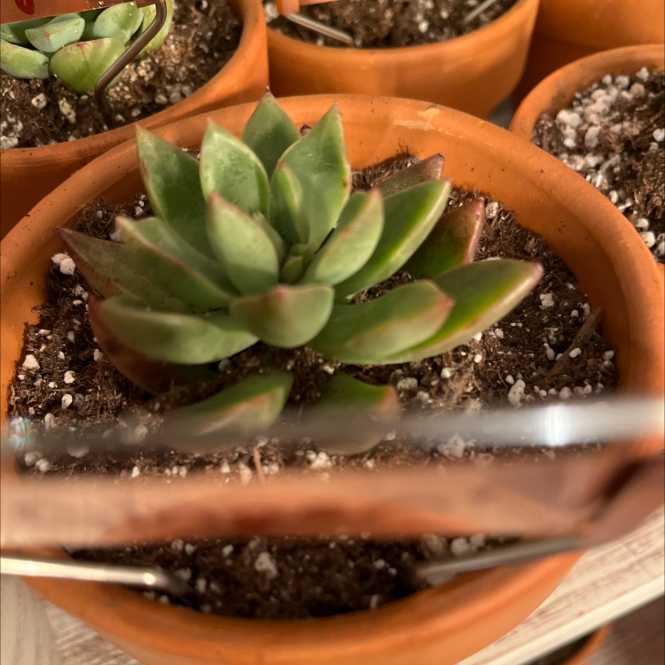 Photo of the plant species Bronze Beauty Echeveria by @LilRed named Ginger on Greg, the plant care app