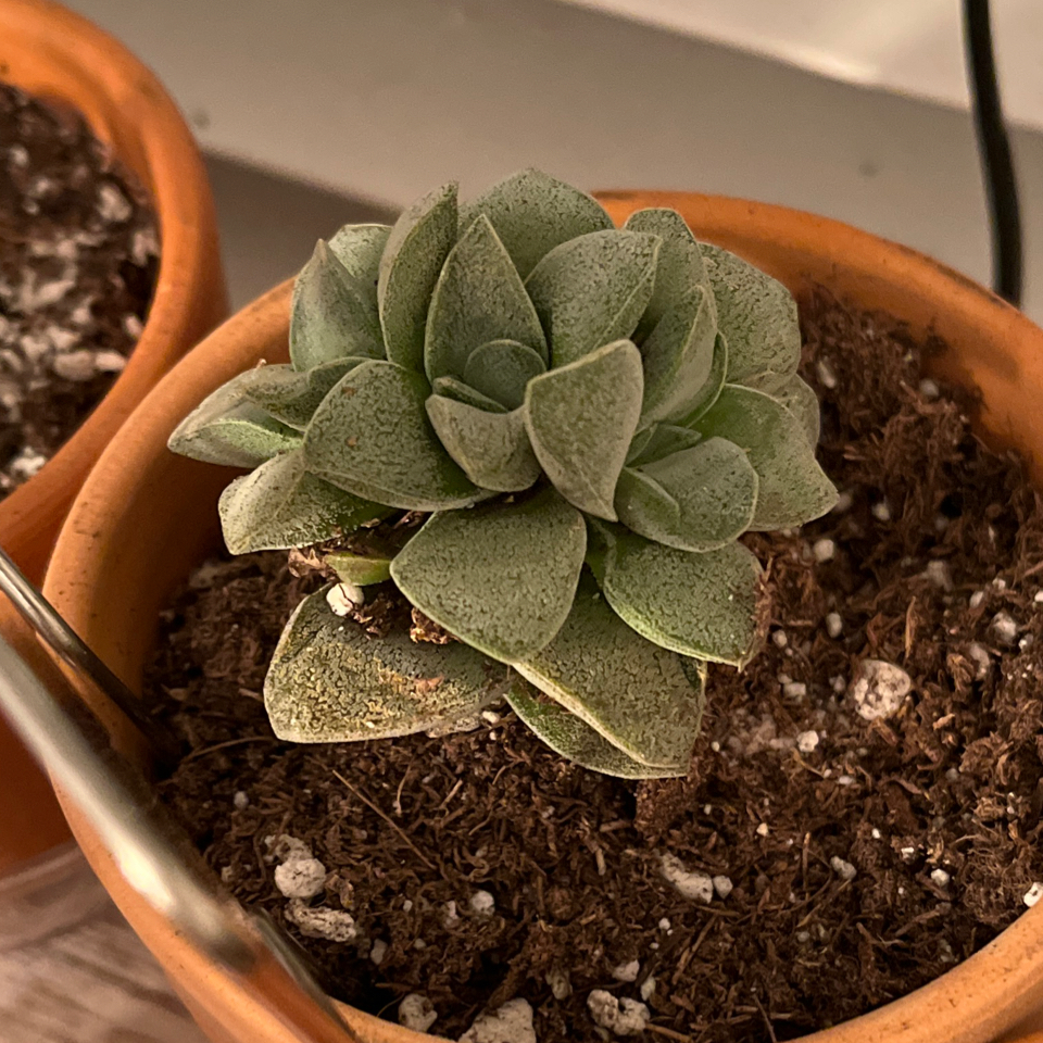 Photo of the plant species Crassula Morgan Hybrid w. Silver Springtime by @LilRed named Ozzy on Greg, the plant care app