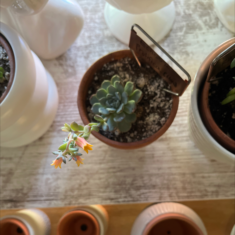 Photo of the plant species Prolific Echeveria by @LilRed named Amber on Greg, the plant care app