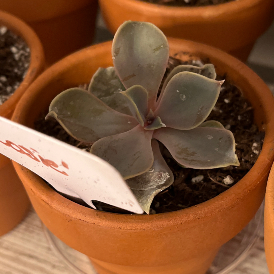 Photo of the plant species Echeveria 'Afterglow' by @LilRed named Rosie on Greg, the plant care app