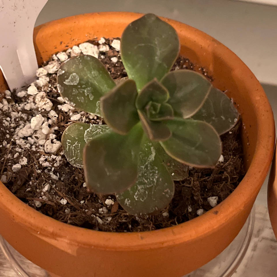 Photo of the plant species Echeveria 'Eliza' by @LilRed named Sheena on Greg, the plant care app