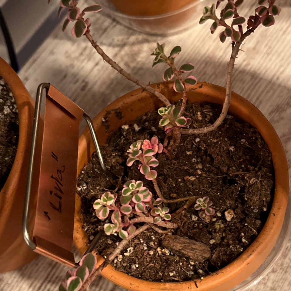 Photo of the plant species Tricolor Stonecrop by @LilRed named S Livia on Greg, the plant care app