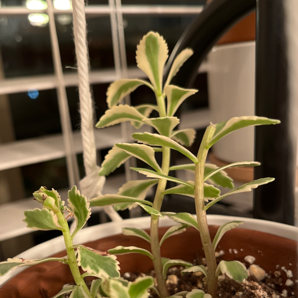Photo of the plant species Sedum Atlantis Variegated by @LilRed named Chrissy on Greg, the plant care app