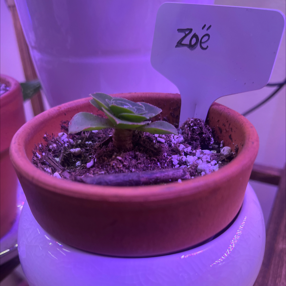 Photo of the plant species Stalked Aeonium by @LilRed named Zoe on Greg, the plant care app