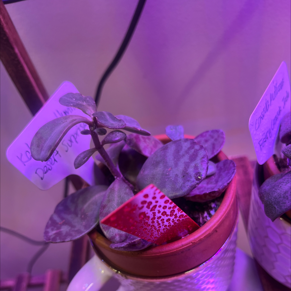 Photo of the plant species Kalanchoe humilis by @LilRed named Tree Diddy on Greg, the plant care app