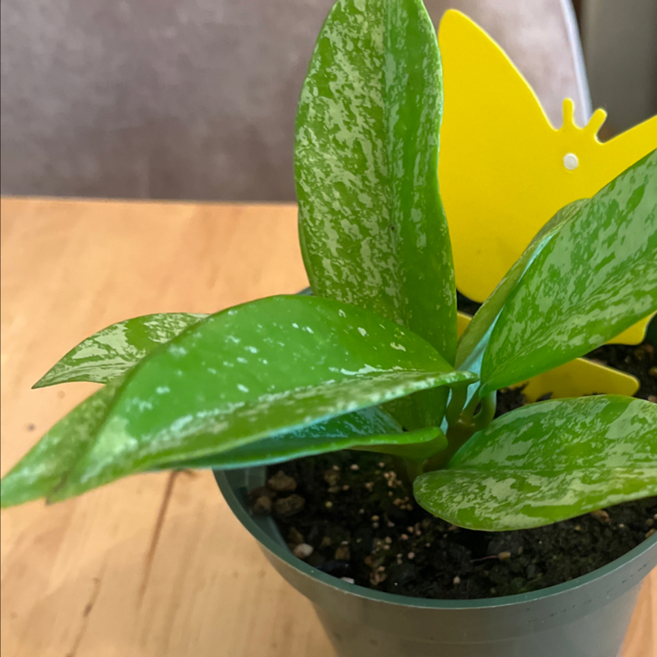 Photo of the plant species Hoya parviflora by @LilRed named Douglas on Greg, the plant care app
