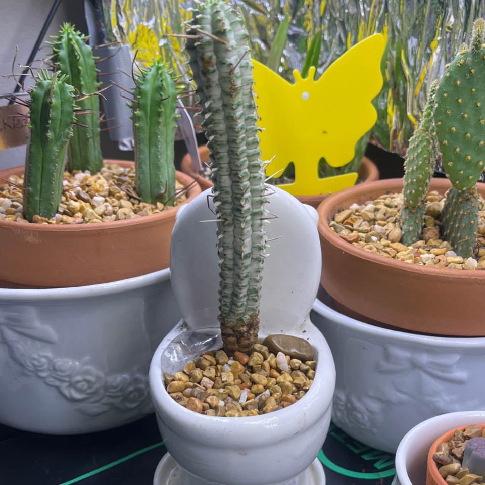 Photo of the plant species Variegated Corn Cob Cactus by @LilRed named J&J on Greg, the plant care app