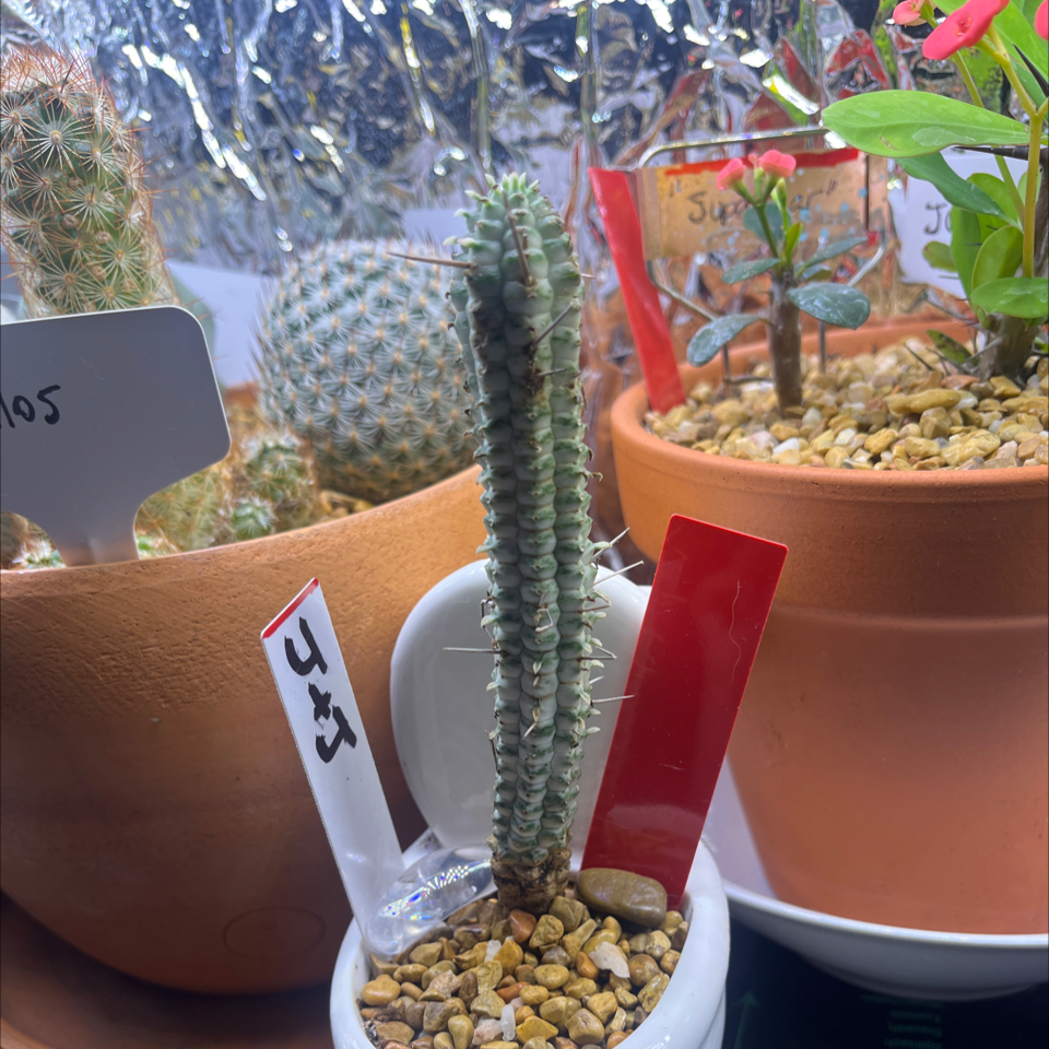 Photo of the plant species Variegated Corn Cob Cactus by @LilRed named J&J on Greg, the plant care app