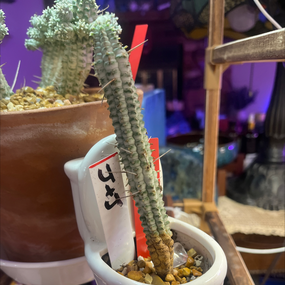 Photo of the plant species Variegated Corn Cob Cactus by @LilRed named J&J on Greg, the plant care app