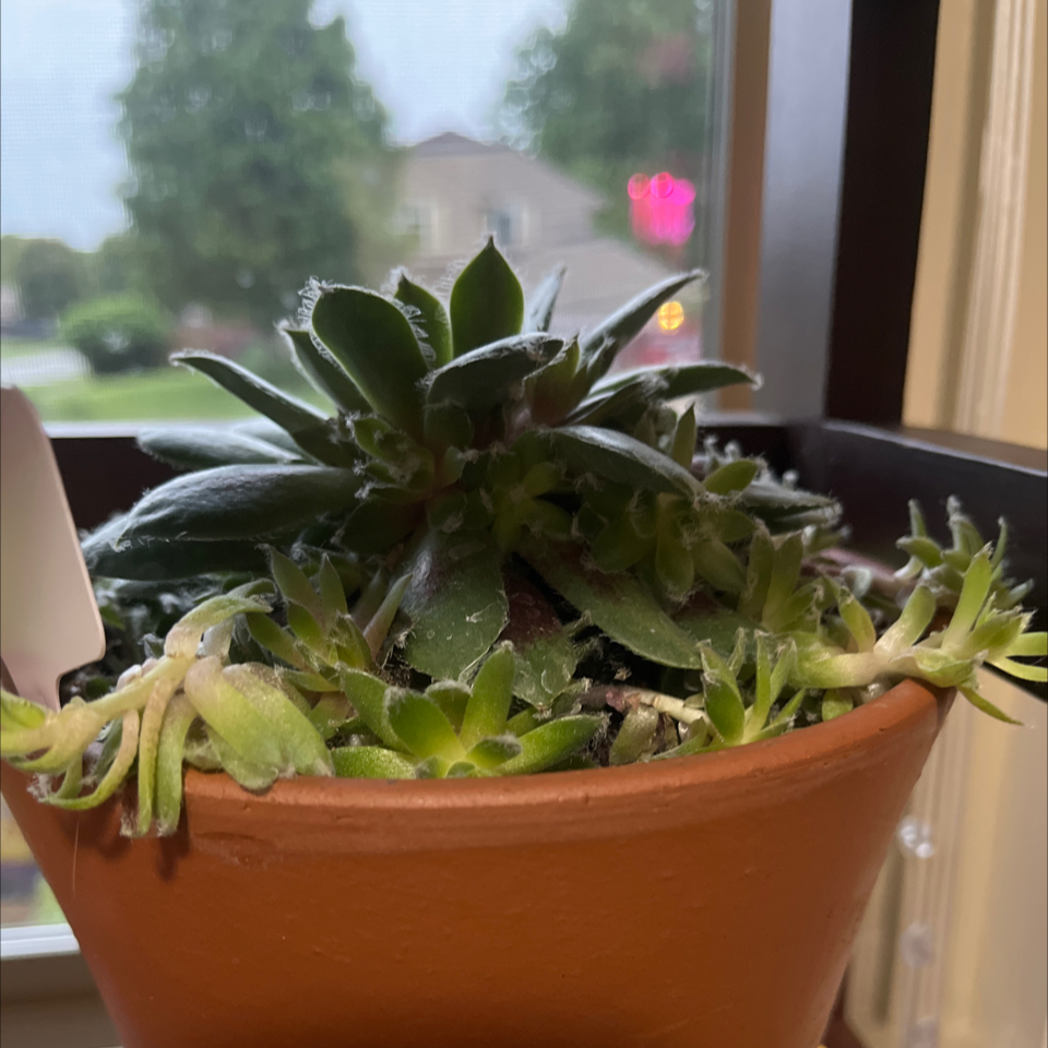 Photo of the plant species Hen and Chicks Jade Rose by @LilRed named Liz on Greg, the plant care app