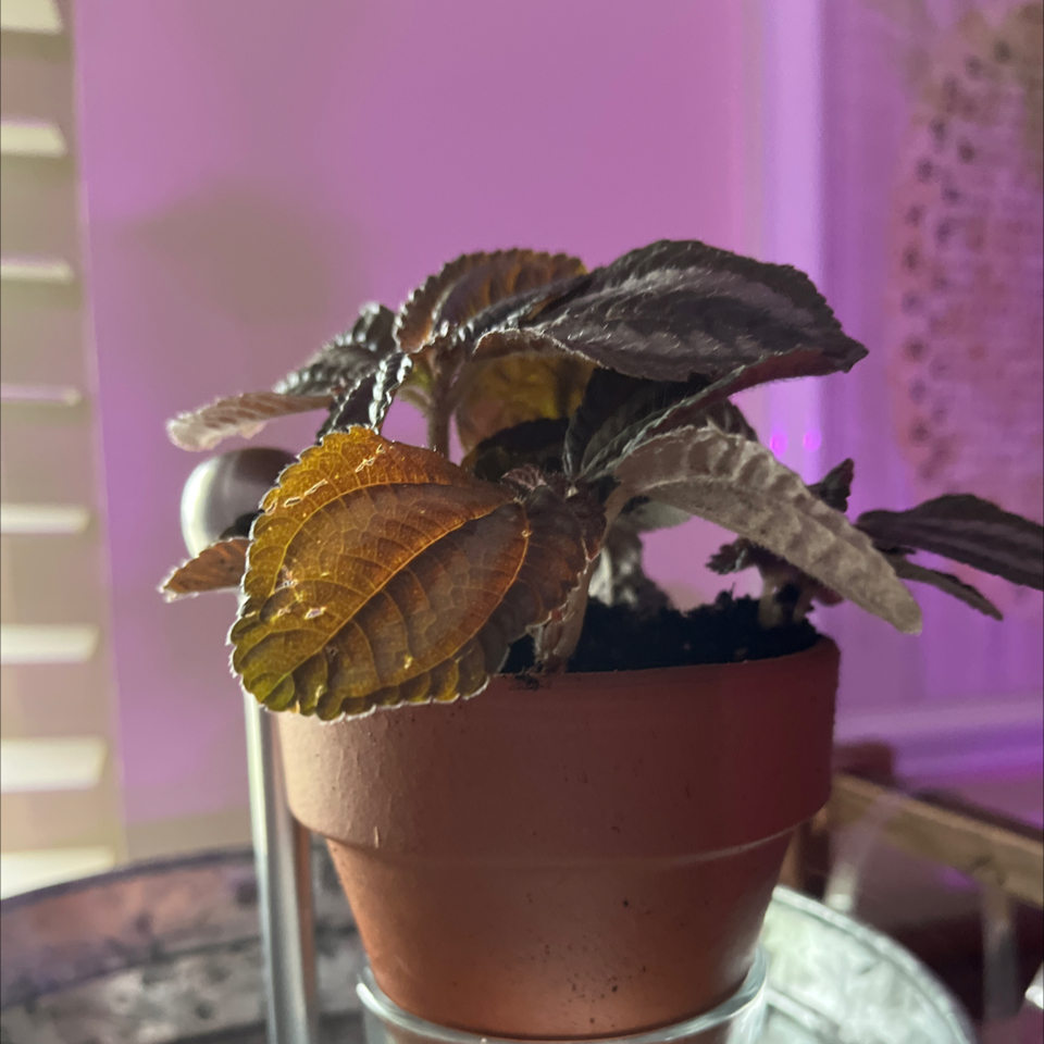 Photo of the plant species Pilea 'Pan Am' by @LilRed named Navajo on Greg, the plant care app