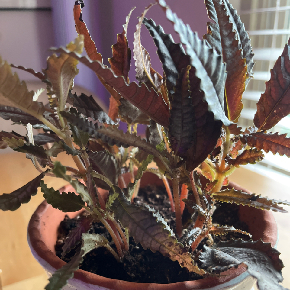 Photo of the plant species Dark Mystery Pilea by @LilRed named Regina on Greg, the plant care app