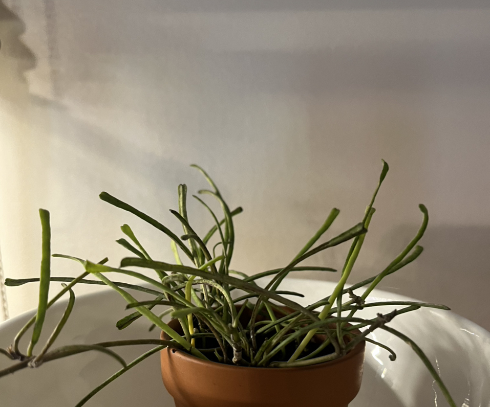 Photo of the plant species Hoya reticulata by @LilRed named Kathy on Greg, the plant care app