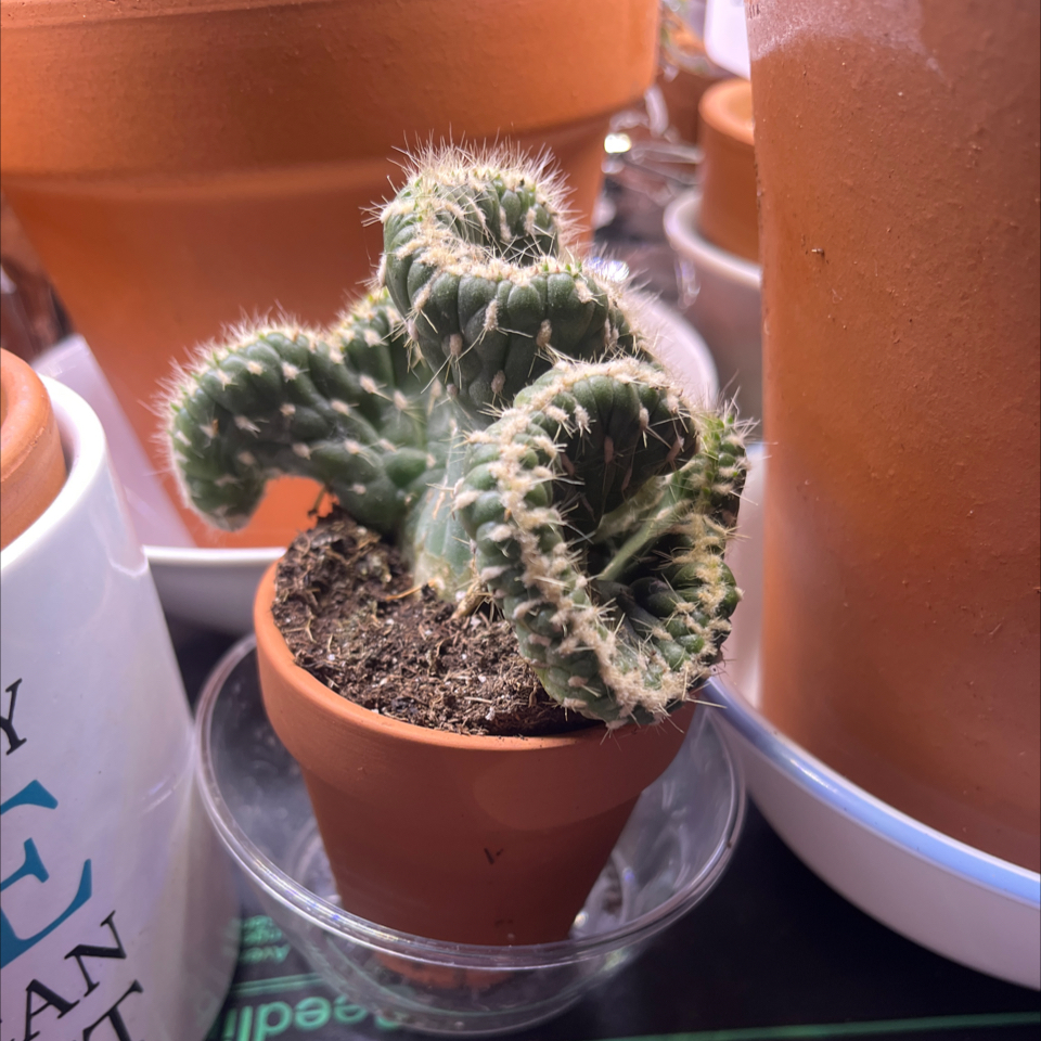 Photo of the plant species Opuntia cylindrica f. cristata by @LilRed named Medusa on Greg, the plant care app