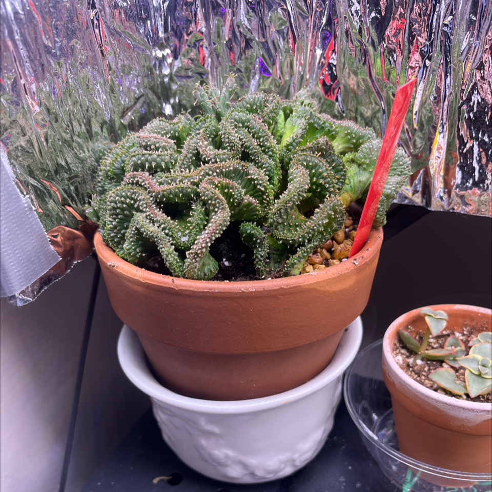 Photo of the plant species Medusa's Head by @LilRed named Foxxy on Greg, the plant care app