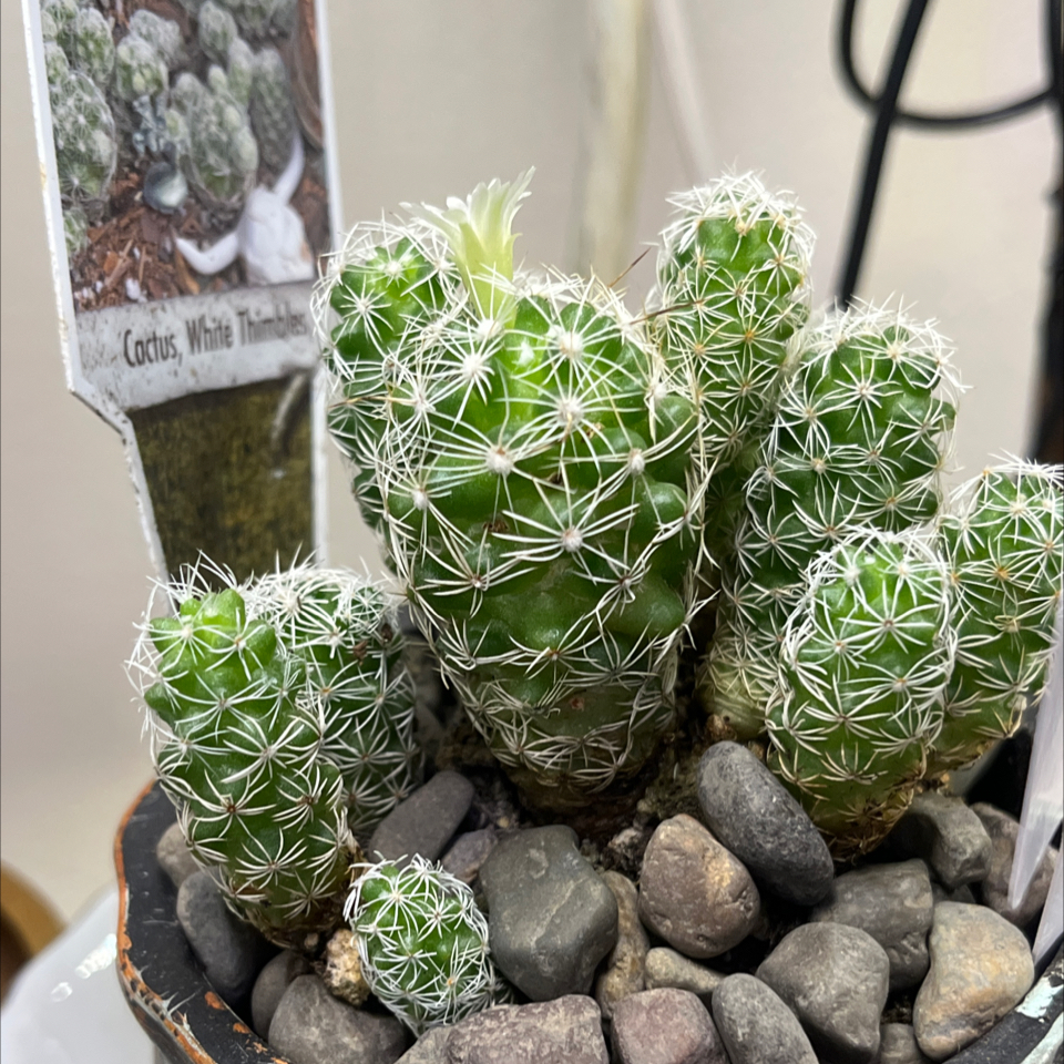Photo of the plant species Pineapple Cactus by @LilRed named Tina on Greg, the plant care app