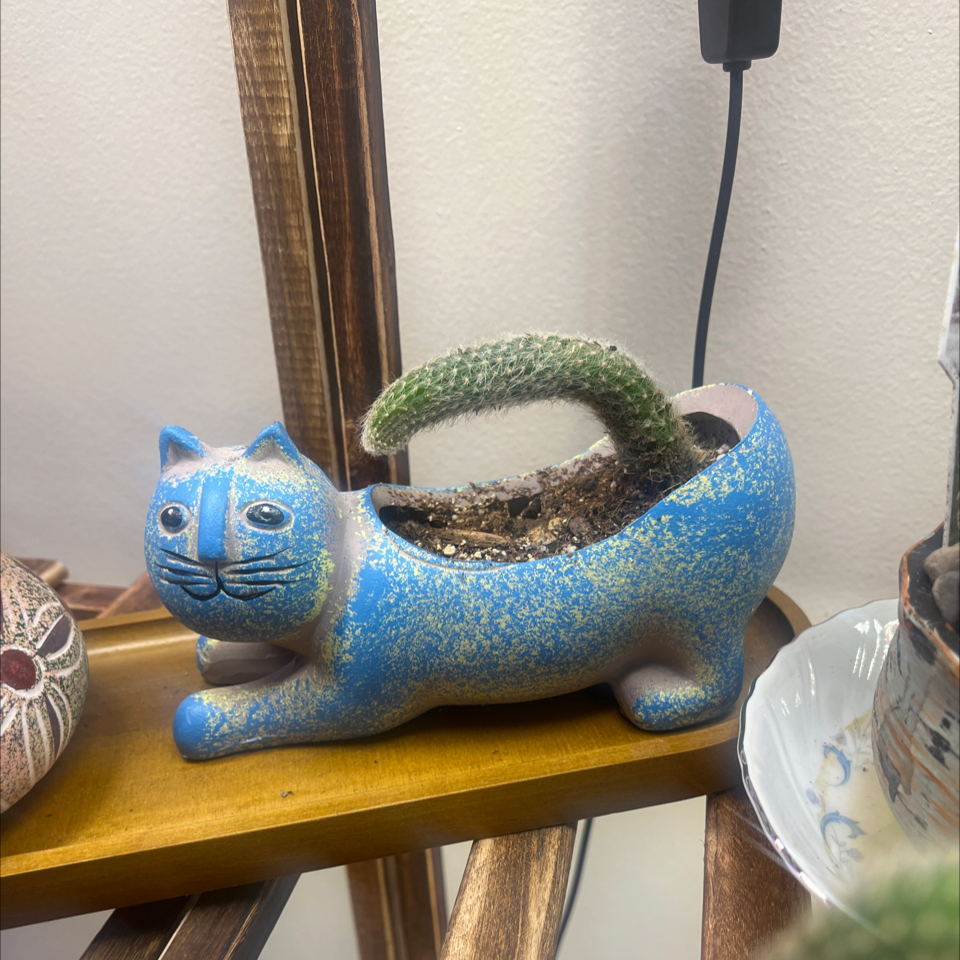 Photo of the plant species Monkey Tail by @LilRed named Rua on Greg, the plant care app