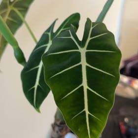 Photo of the plant species Alocasia Frydek by @Thismillergirl named Aristotle on Greg, the plant care app
