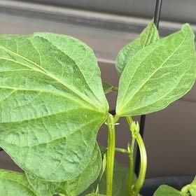 Photo of the plant species Common Bean by @Thismillergirl named Naomi on Greg, the plant care app