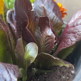 Photo of the plant species Extreme Red Lettuce by @Thismillergirl named Girlfrond on Greg, the plant care app