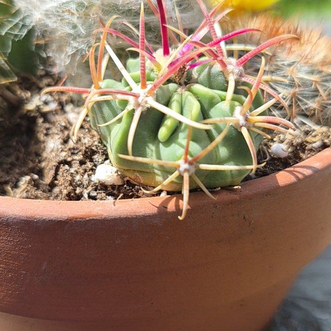 Photo of the plant species Devil's Tongue Barrel Cactus by @ZarfAraceae95 named Curie on Greg, the plant care app