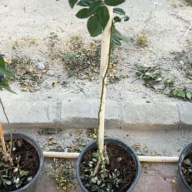 Photo of the plant species Sodom Apple by @VividZucchini37 named Michelle Branch on Greg, the plant care app