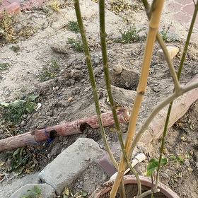 Photo of the plant species Petiolate Fig by @VividZucchini37 named Sonora on Greg, the plant care app