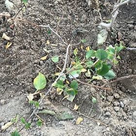 Photo of the plant species Caper Bush by @VividZucchini37 named Gobi on Greg, the plant care app