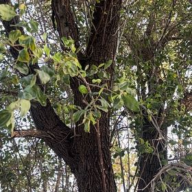 Photo of the plant species Indian Jujube by @VividZucchini37 named Aristotle on Greg, the plant care app