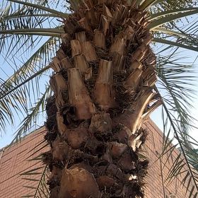 Photo of the plant species Date Palm Tree by @VividZucchini37 named Curie on Greg, the plant care app