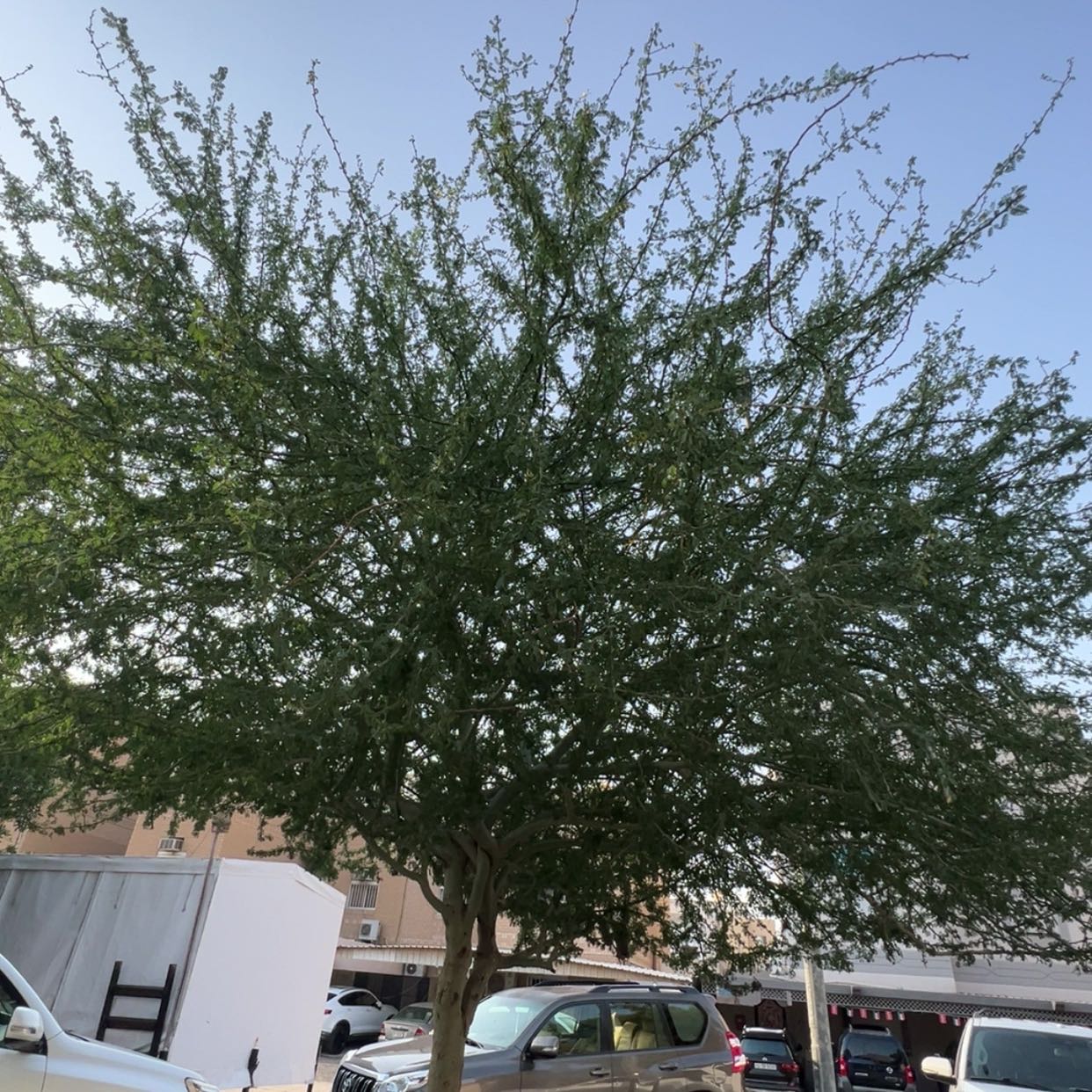 Photo of the plant species Manila Tamarind by @VividZucchini37 named Morgan Treeman on Greg, the plant care app