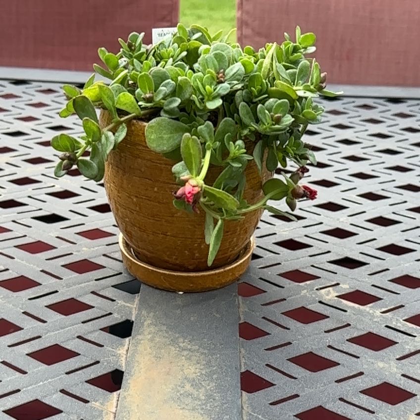 Photo of the plant species SeaGlass Red Portulaca by @DesiredPhalsa21 named Rosa on Greg, the plant care app