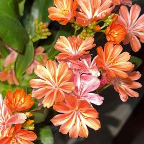 Photo of the plant species Cliff Maids by @ZestCarobtree3 named Darwin on Greg, the plant care app