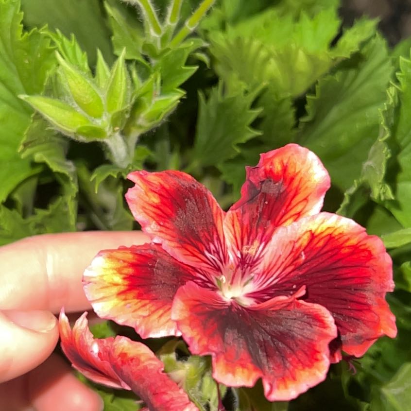 Photo of the plant species Regal Geranium (Martha  Washington Geranium) by @ZestCarobtree3 named Marilyn on Greg, the plant care app