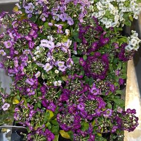 Photo of the plant species Sweet Alyssum by @ZestCarobtree3 named Elina on Greg, the plant care app