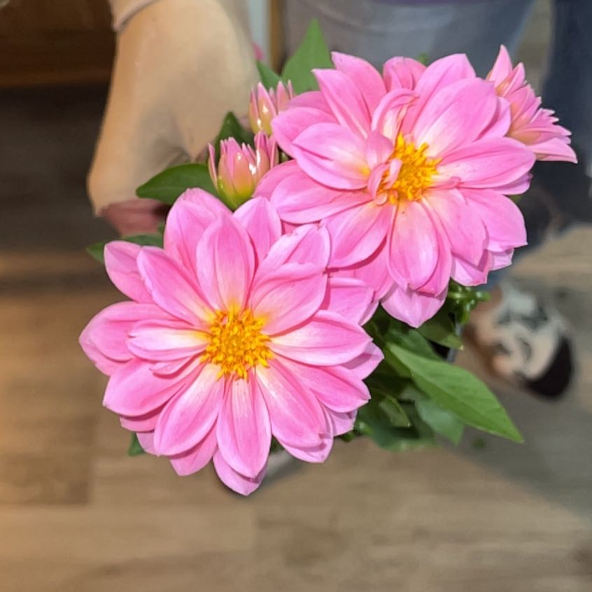 Photo of the plant species Garden Dahlia by @ZestCarobtree3 named Fernie Mercury on Greg, the plant care app