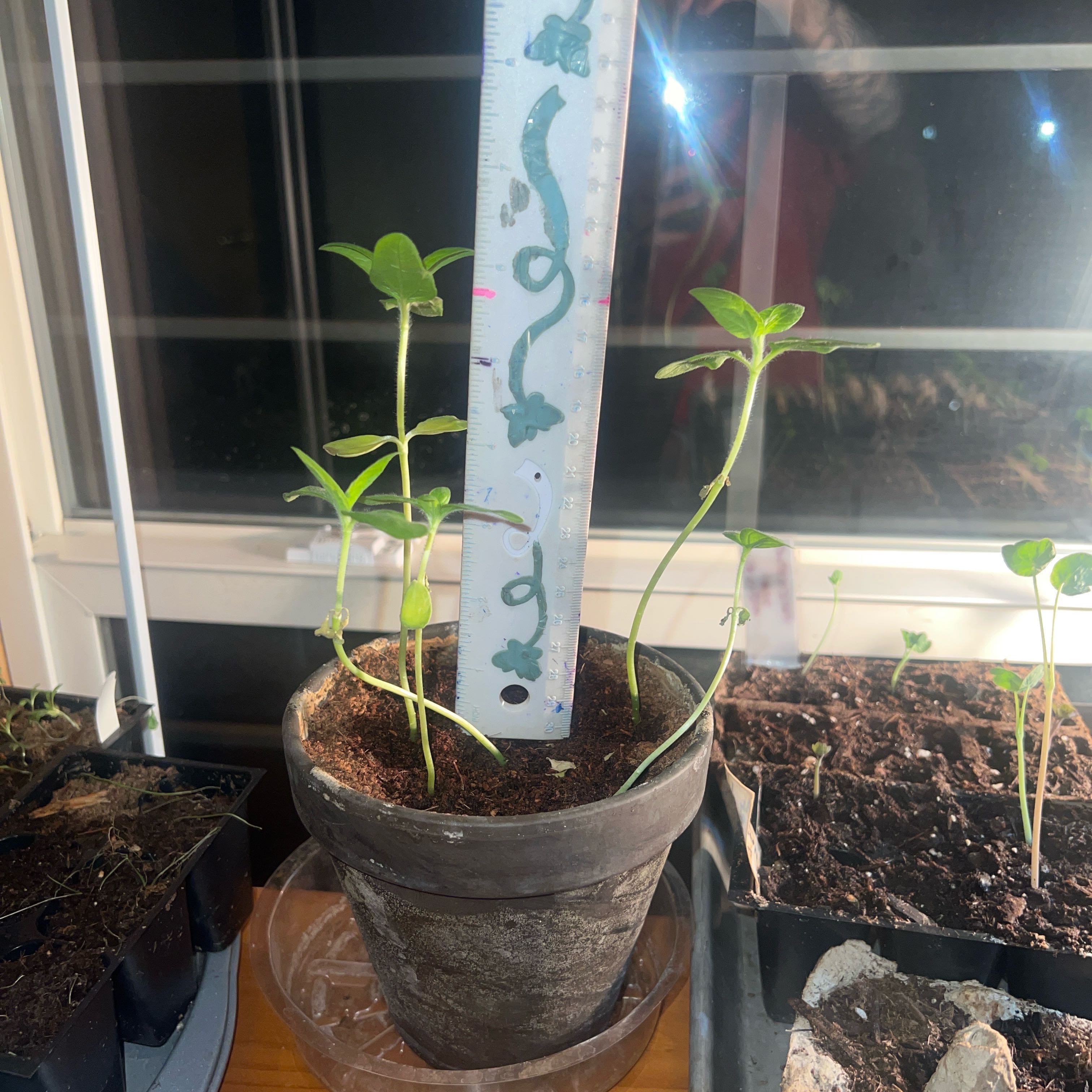 Photo of the plant species Sunspot Dwarf Sunflower by @ZestCarobtree3 named Surya on Greg, the plant care app