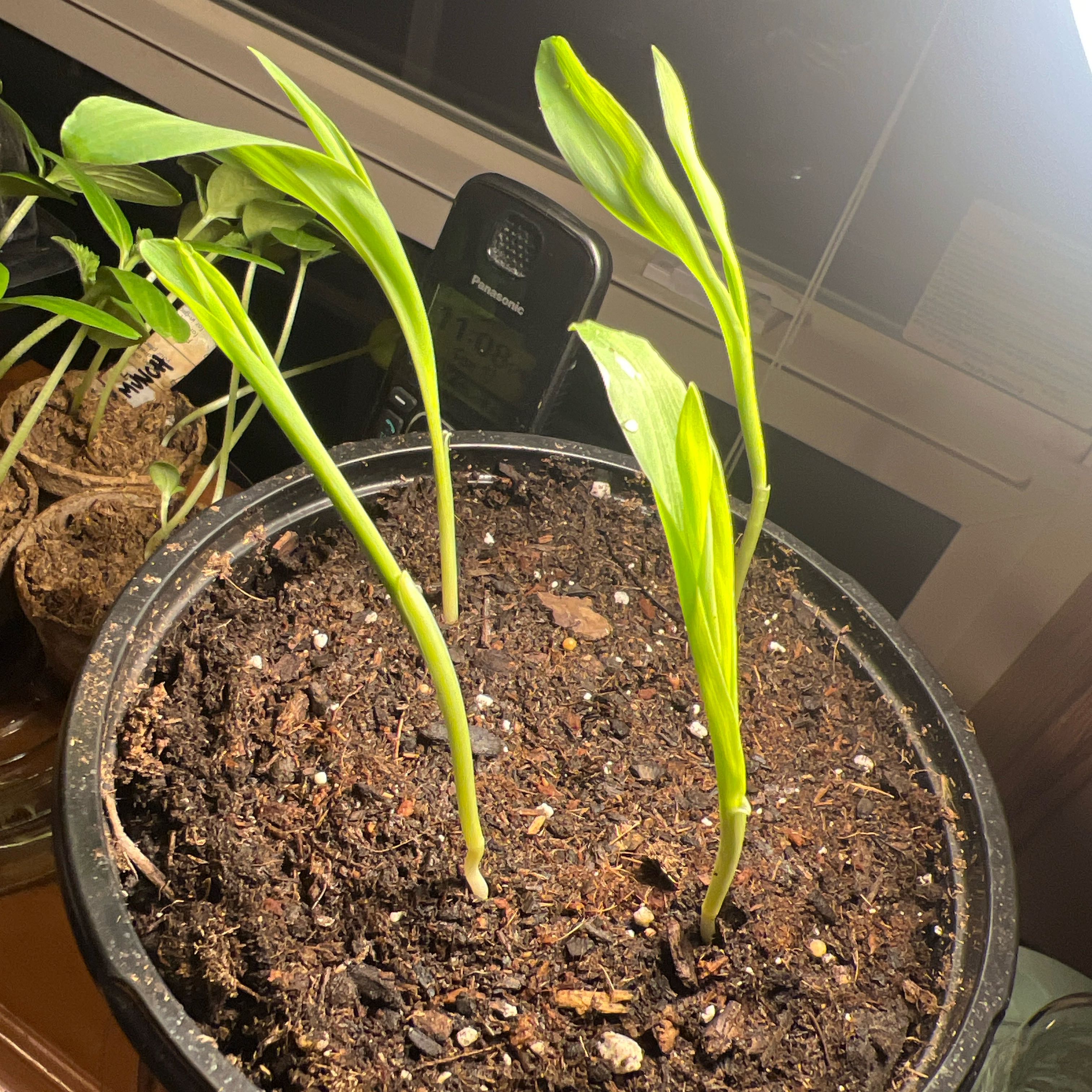 Photo of the plant species Ornamental Corn by @ZestCarobtree3 named Anne on Greg, the plant care app