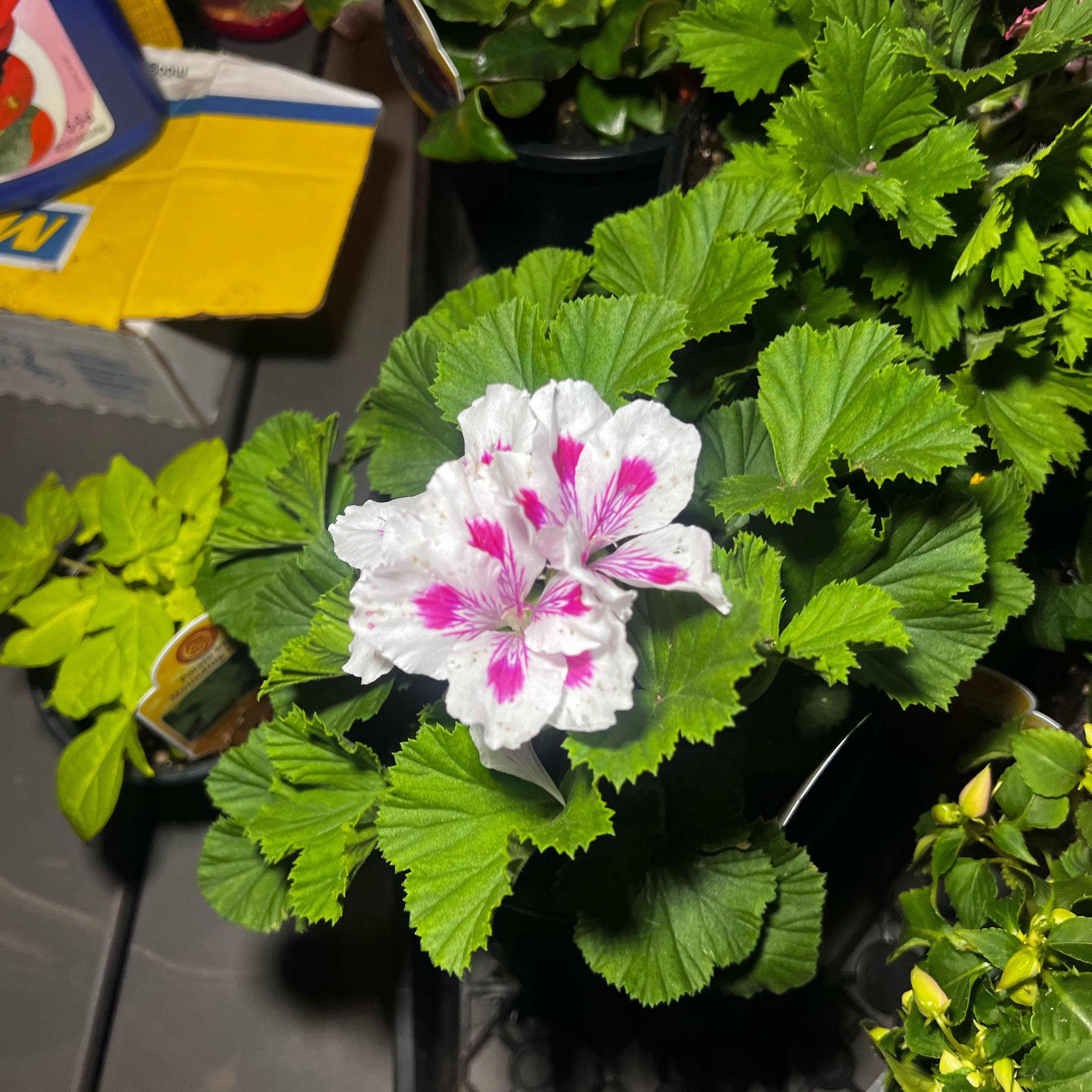 Photo of the plant species Regal Geranium by @ZestCarobtree3 named Sanders on Greg, the plant care app
