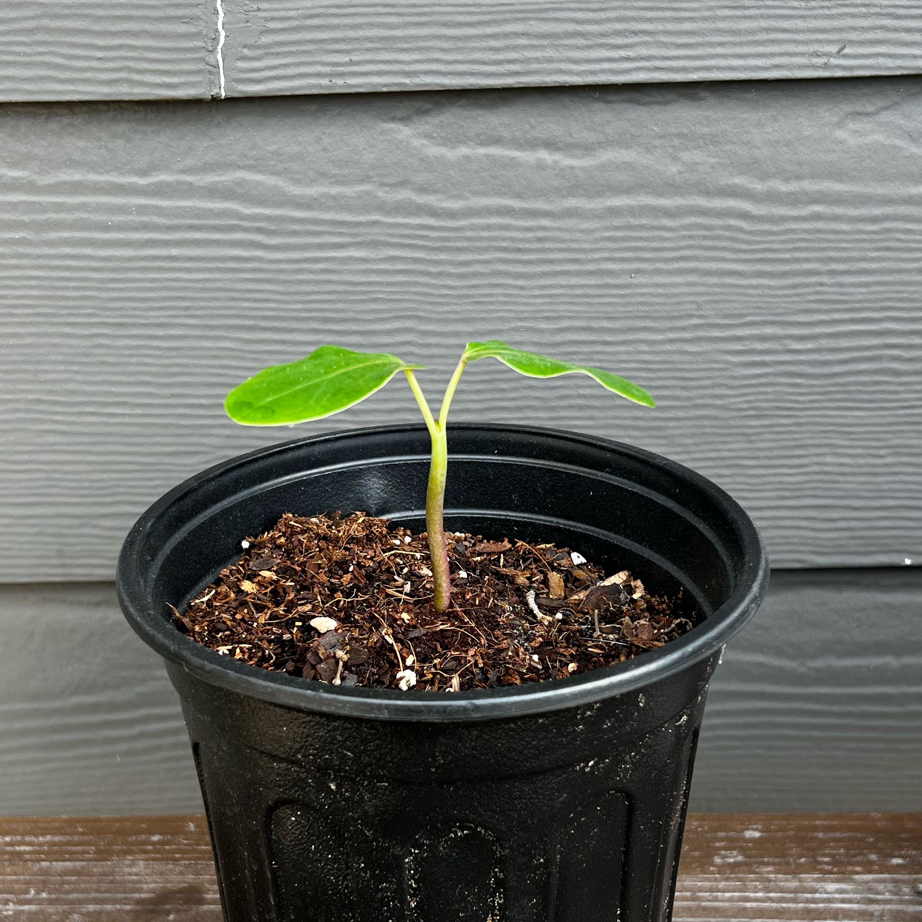 Photo of the plant species Buddha Belly Plant by @IntrepidWorm27 named mr. buddha belly on Greg, the plant care app