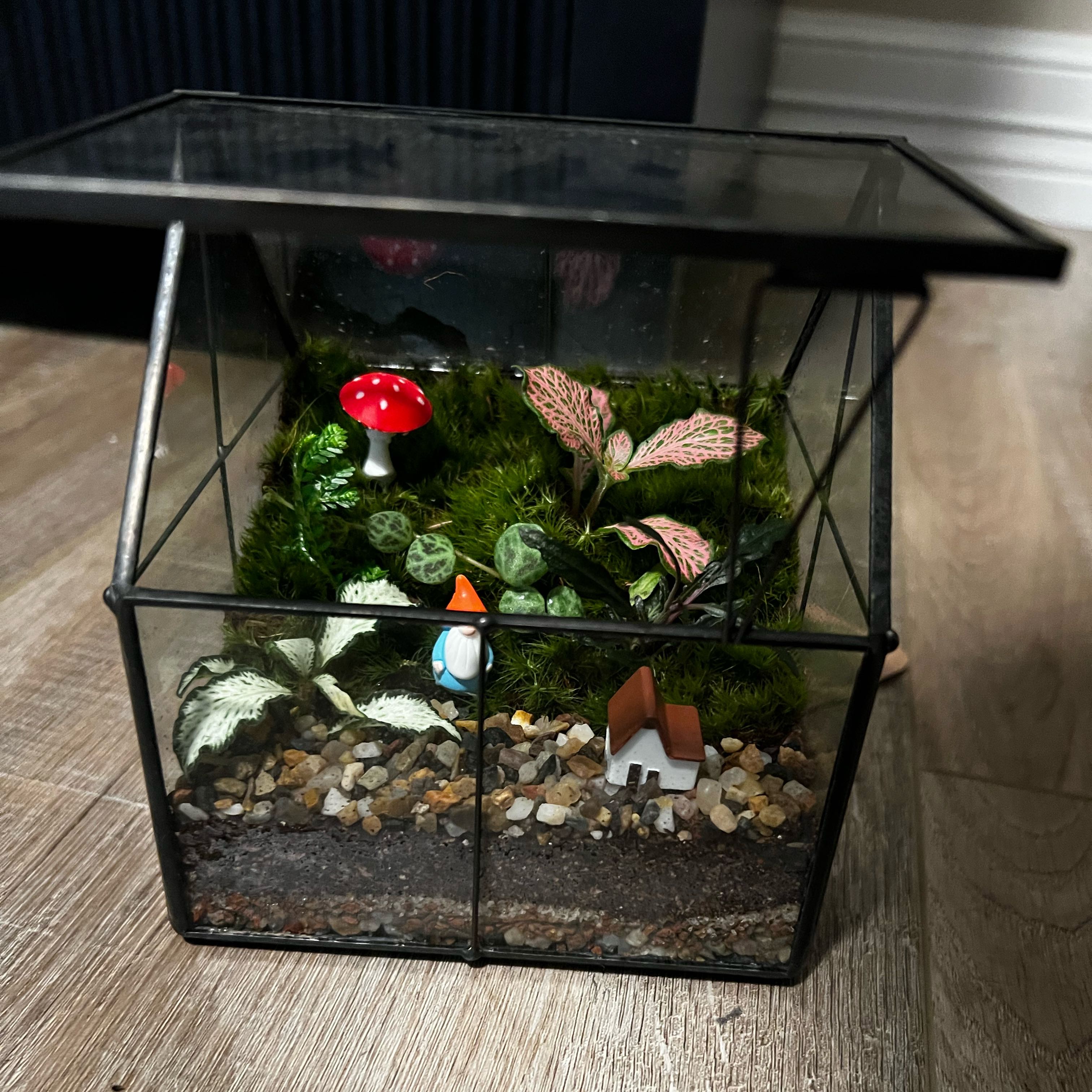 Photo of the plant species Terrarium by @IntrepidWorm27 named greenery hollow on Greg, the plant care app