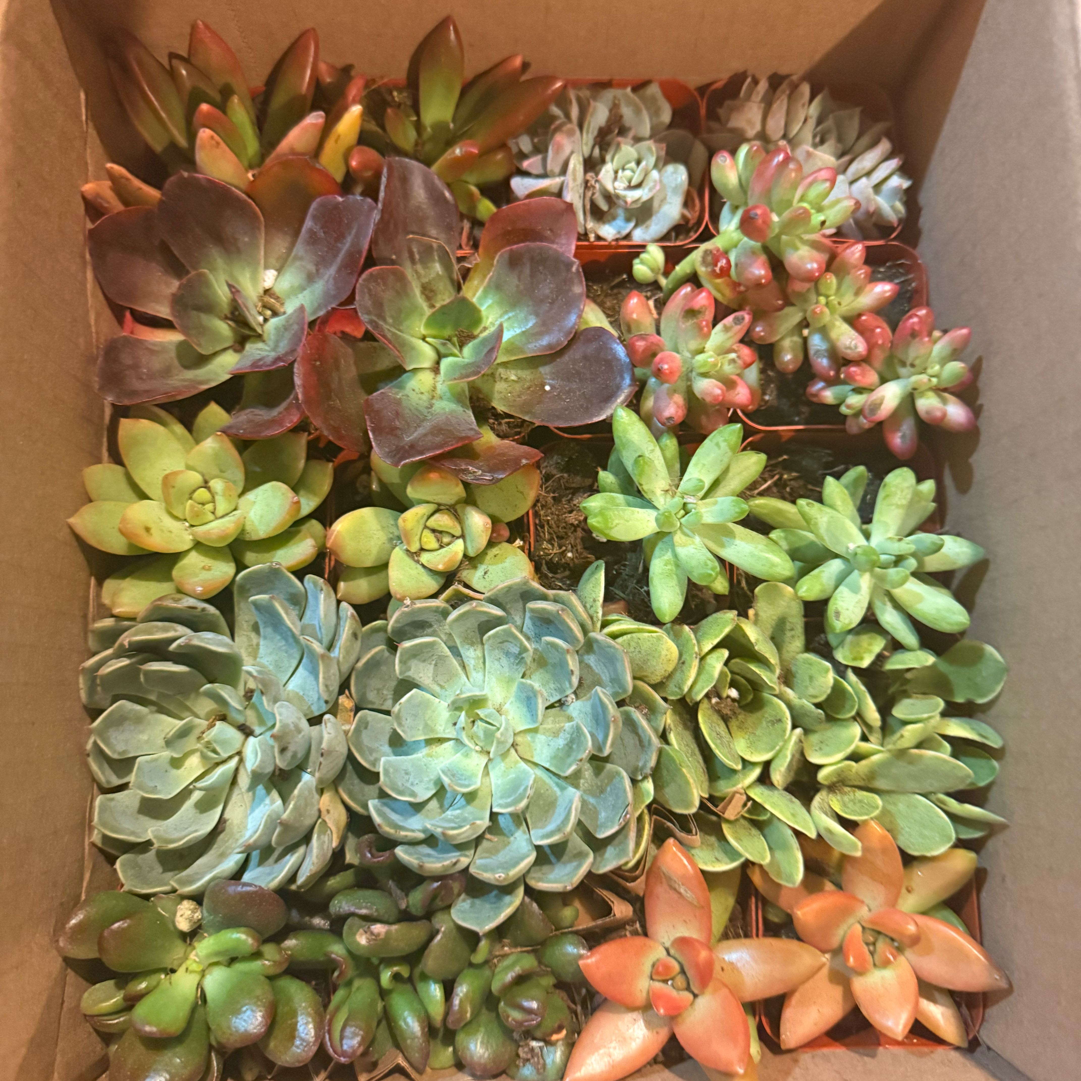 Photo of the plant species Variety Succulents by @AceTwister68 named Keanu Leaves on Greg, the plant care app