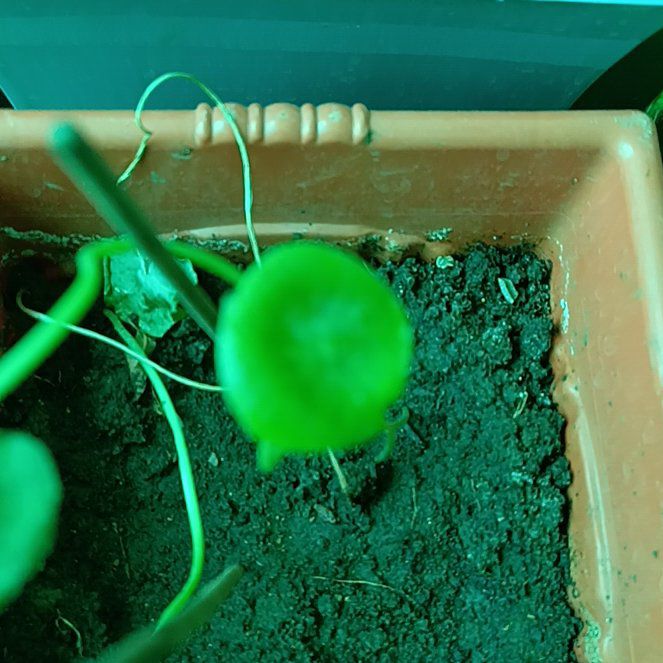 Photo of the plant species Manyflower Marshpennywort by @FreshRhubarb13 named Lavender on Greg, the plant care app